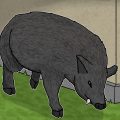 Babi Ngepet Zeichnung von Jeremie Michels. Das Bild zeigt ein Wildschwein, das mit gesenktem Kopf nahe einer Hauswand steht.